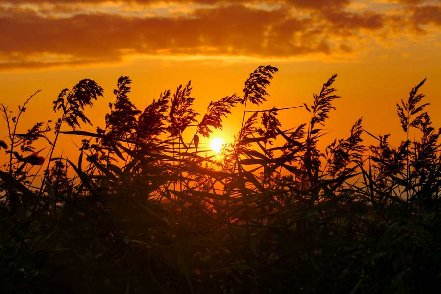 A golden sky as the sun sets behind a silhouette of reeds.